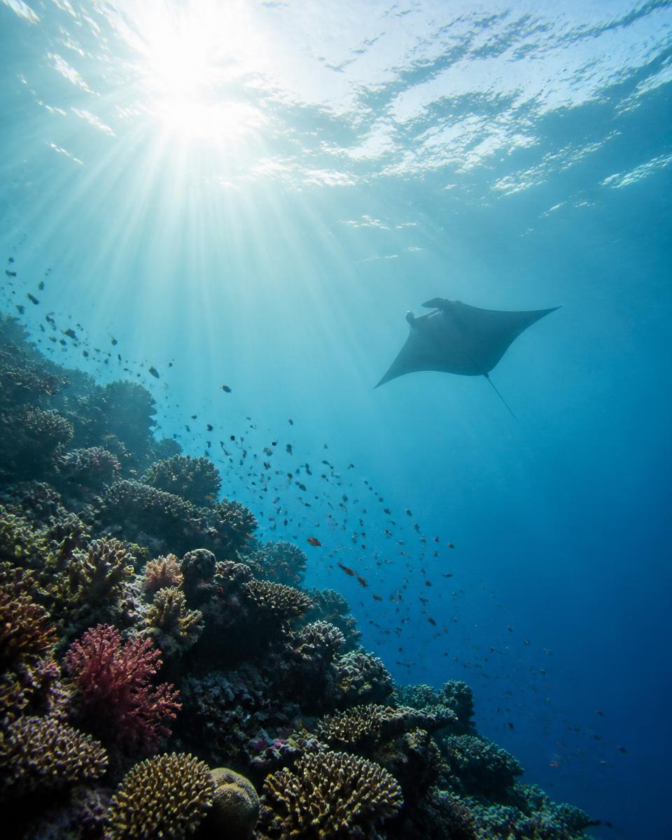 Sunlight through turquoise Maldivian water above a coral reef with a manta ray